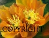 Prickley Pear Desert Flowertitled
